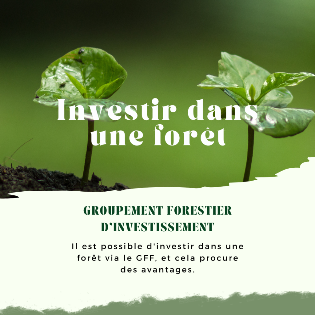 🌲 La Forêt comme investissement, une valeur de plus en plus refuge